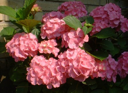 Hortensia